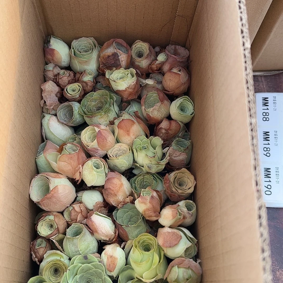 果***姐糖糖010 山地玫瑰瑕疵清货福利