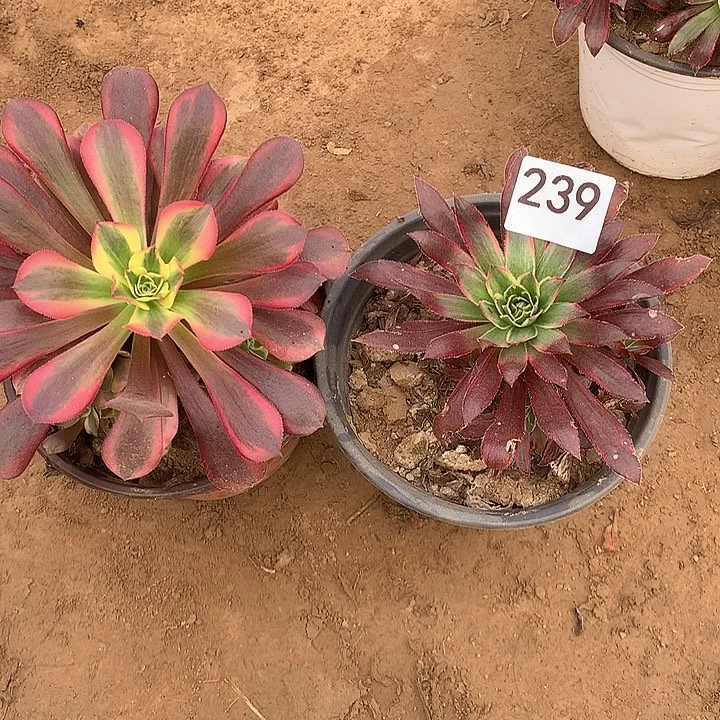 无花朵239美杜莎➕孔雀南