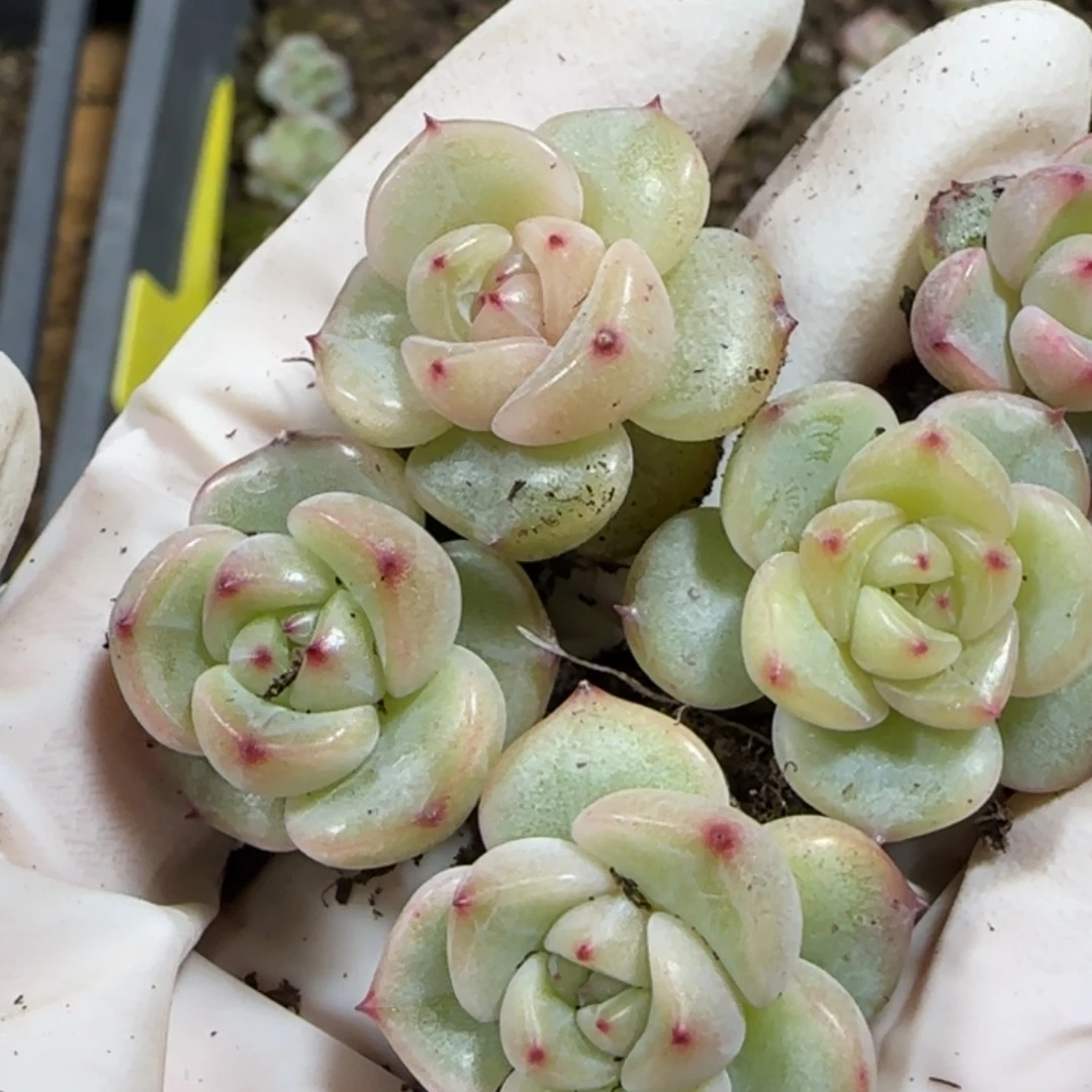 410号T08号珍妮一盒一盒