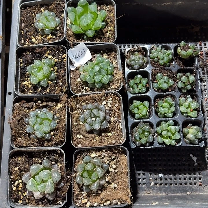 直播福利一物一拍21