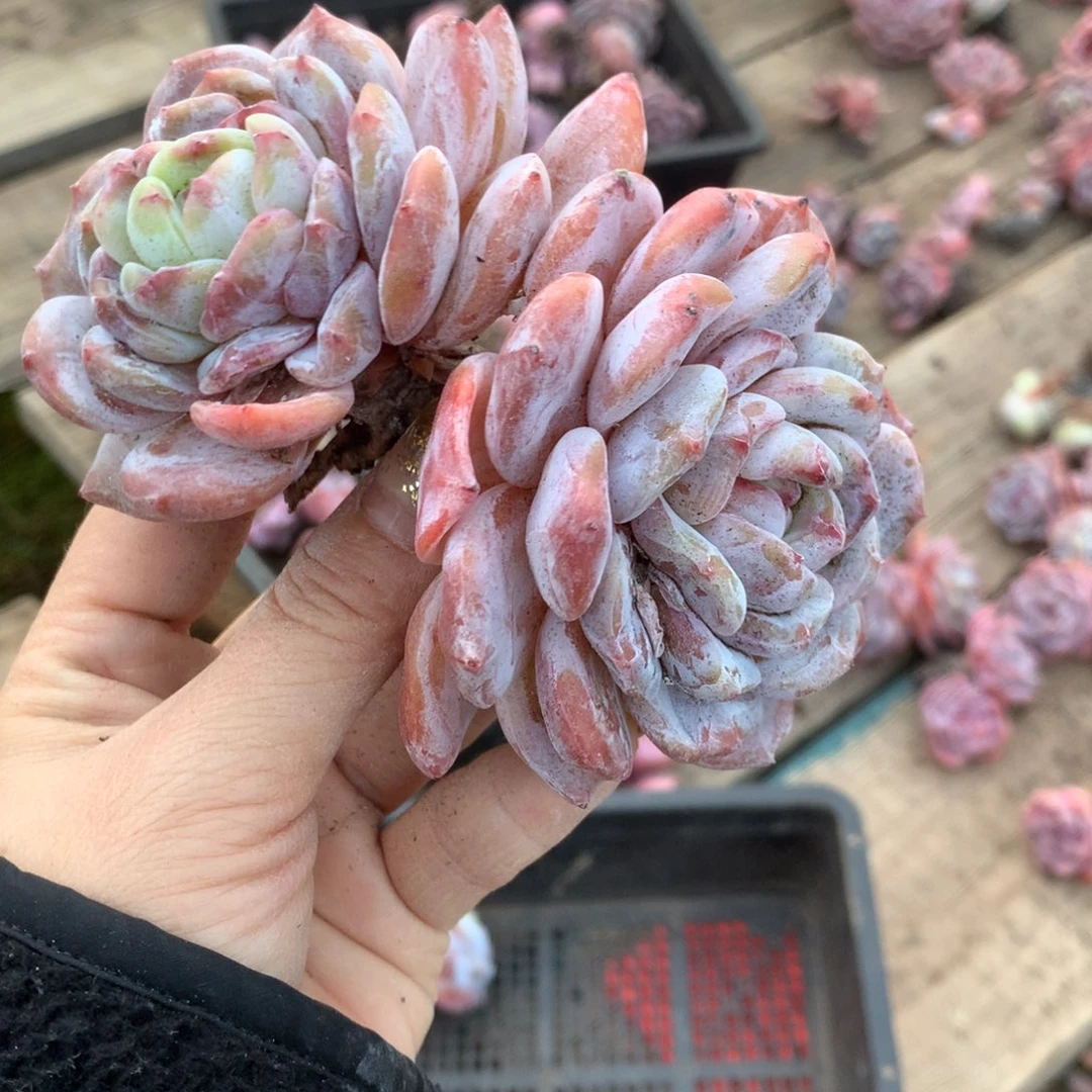 石榴籽哈哈哈哈哈哈哈哈哈哈