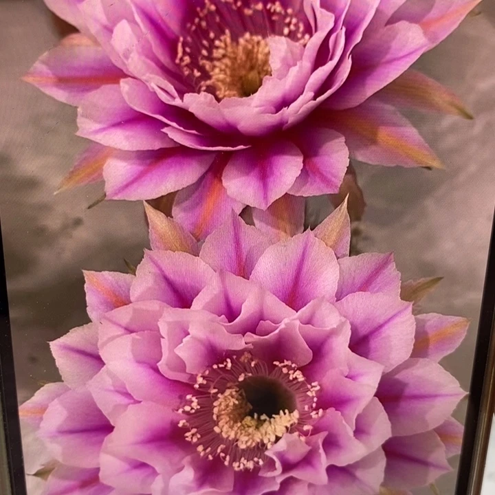 彩草新一路莲花侧芽3公分左右