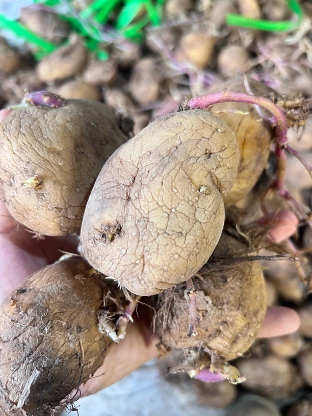 正宗贵州黄皮黄心干巴洋芋马铃薯农家自种