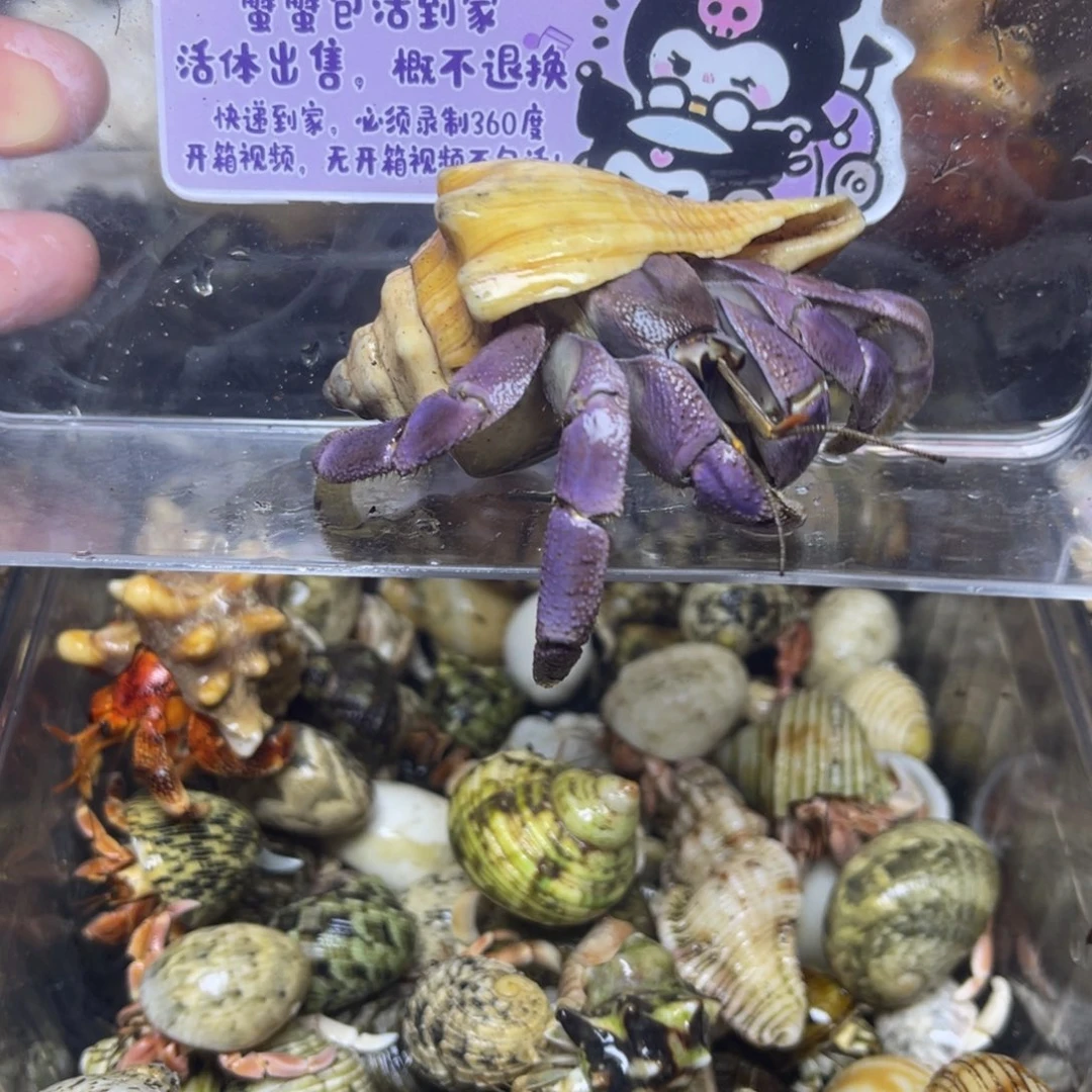 葡萄紫大里拉寄居蟹