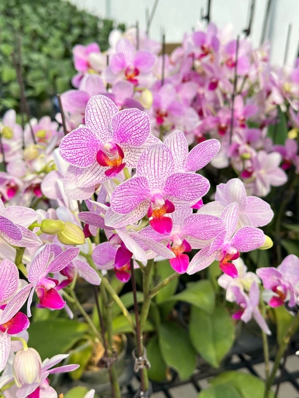 开播福利：3.5寸清风开花株