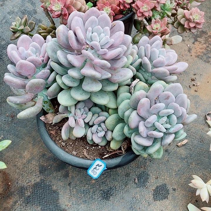 228月美人 一物一拍多肉