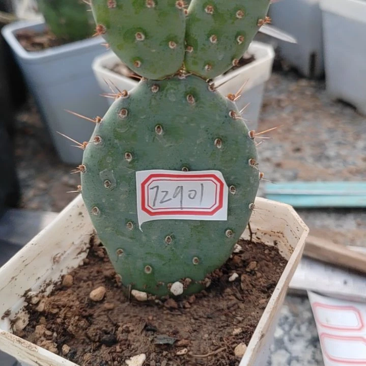 知****潮流植物小丽塔仙人掌72901