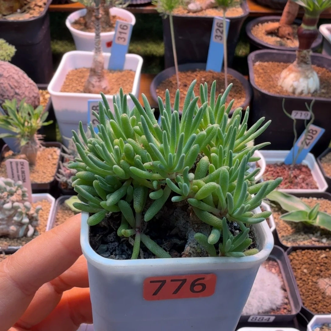 老桩晶珊瑚776 仙人球