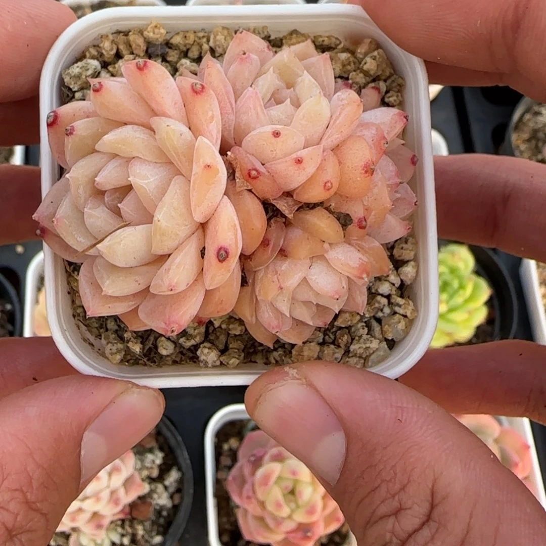 一物一拍麦秆珍妮05140