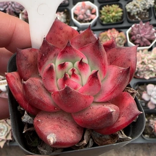 79阿姆斯壮多肉植物多