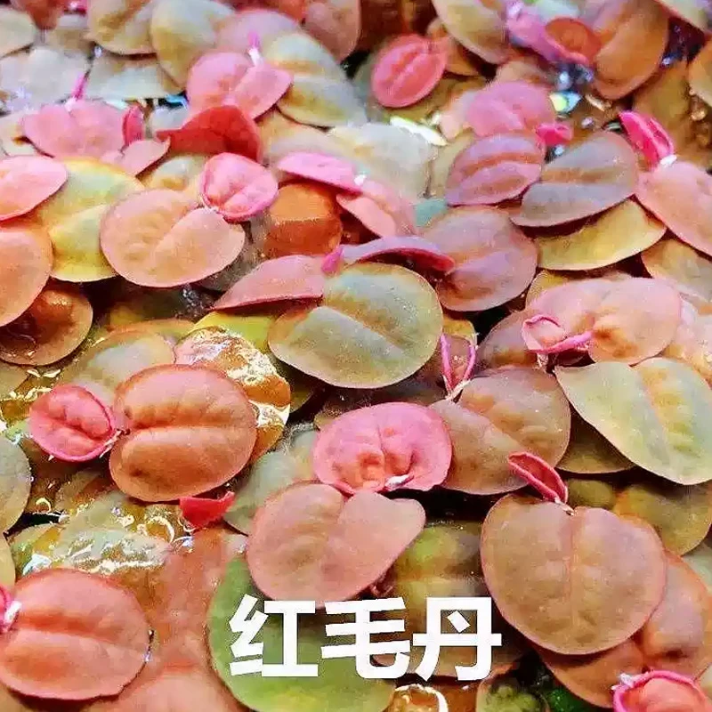 红毛丹养殖净化水质增氧水草水面漂浮植物养鱼用品浮萍水草