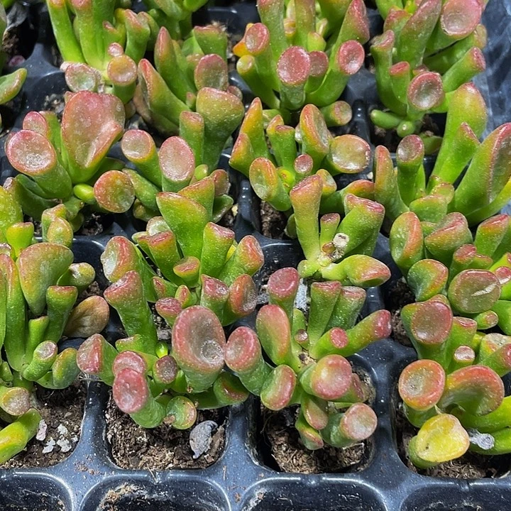 小西财树1元带土发货