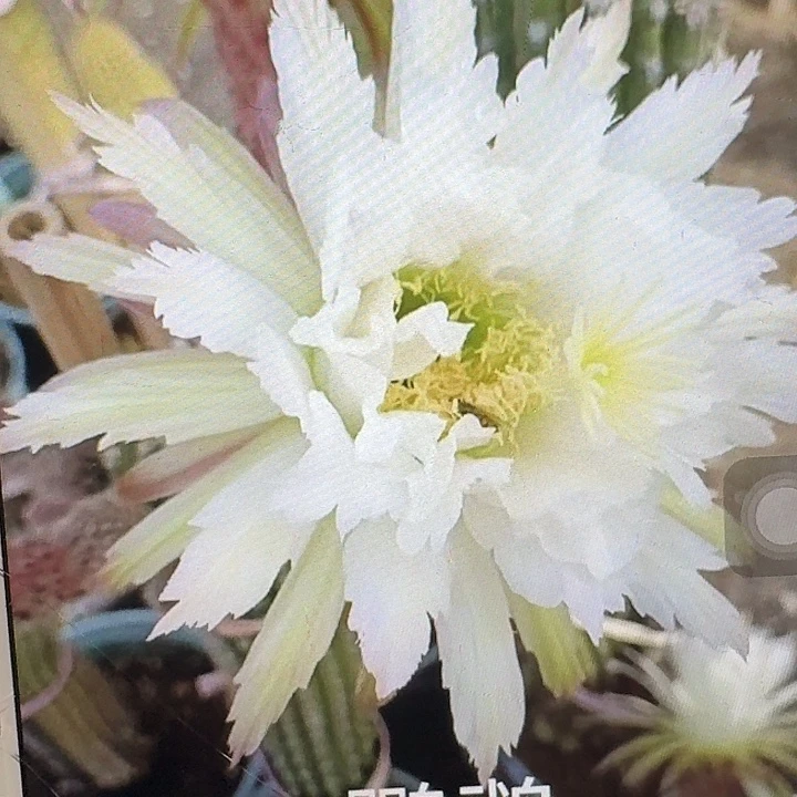 鹦鹉侧芽高7公分毛花柱短刺