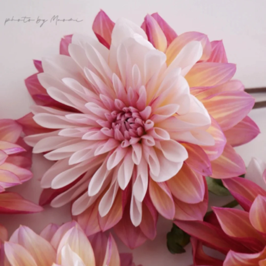 （加勒比）进口大丽花种球送肥料