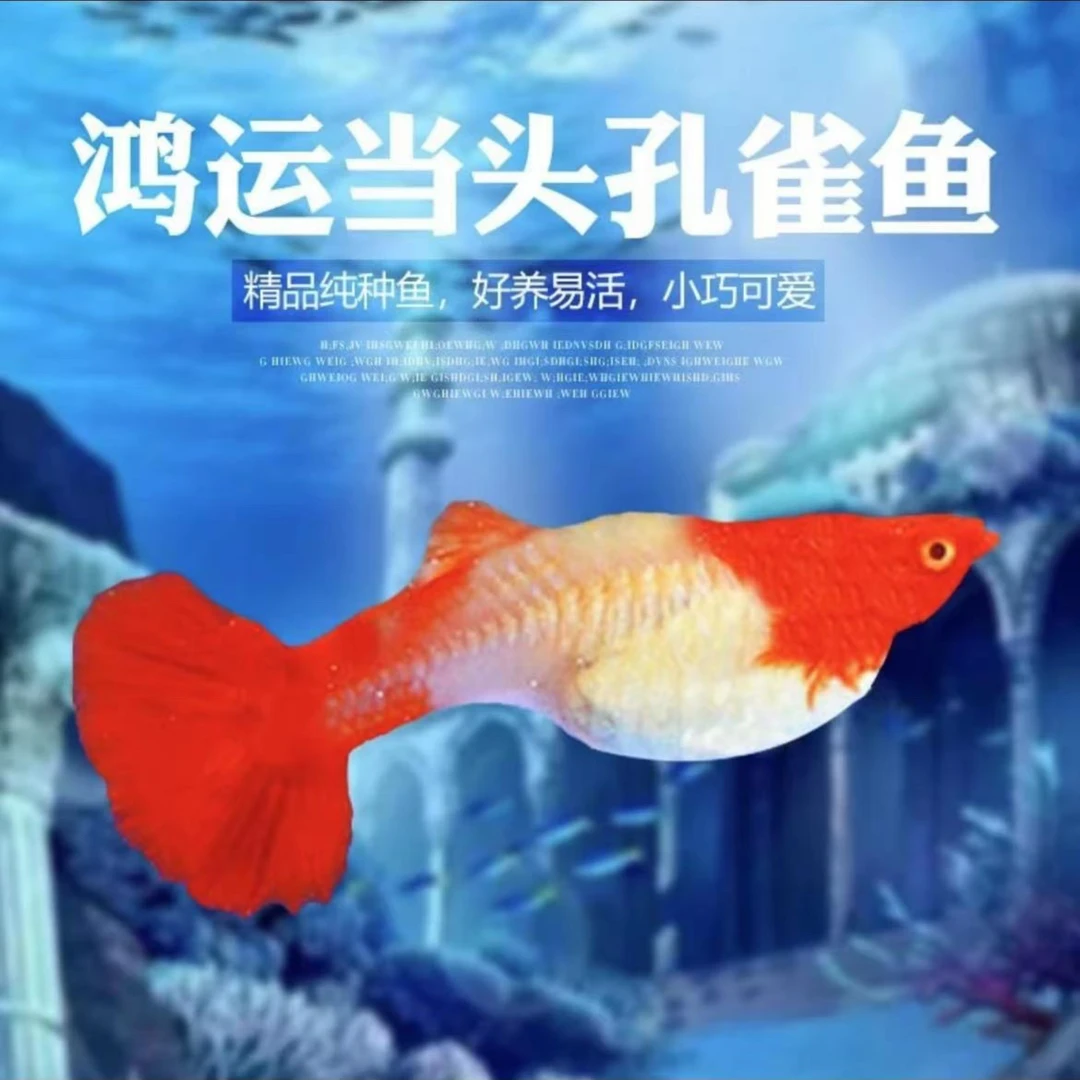 直播间精品福利孔雀鱼大号鸿运当头种鱼（入缸后不包损）