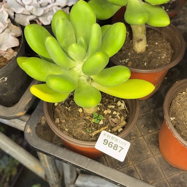 阿雅园艺。         9687芒果美人