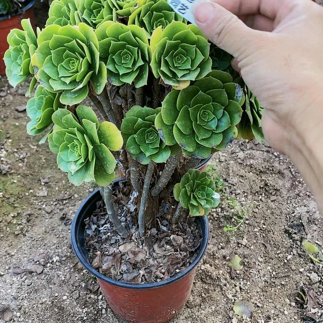 728号绿羊绒绿玫瑰