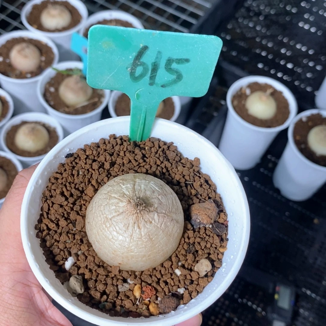 鹿角苍角殿多肉植物一个