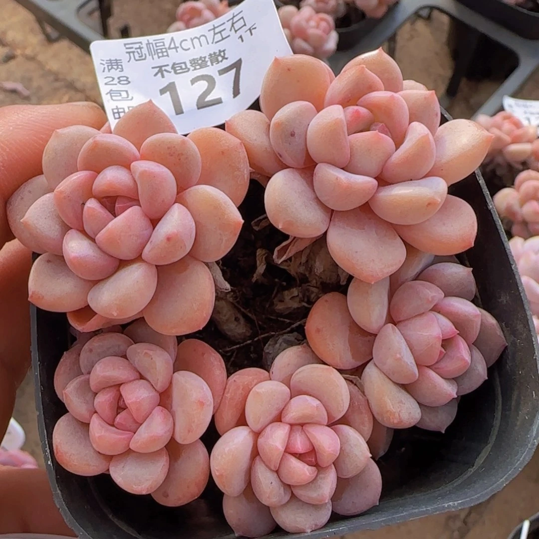 全场满28包邮女王一颗爱心