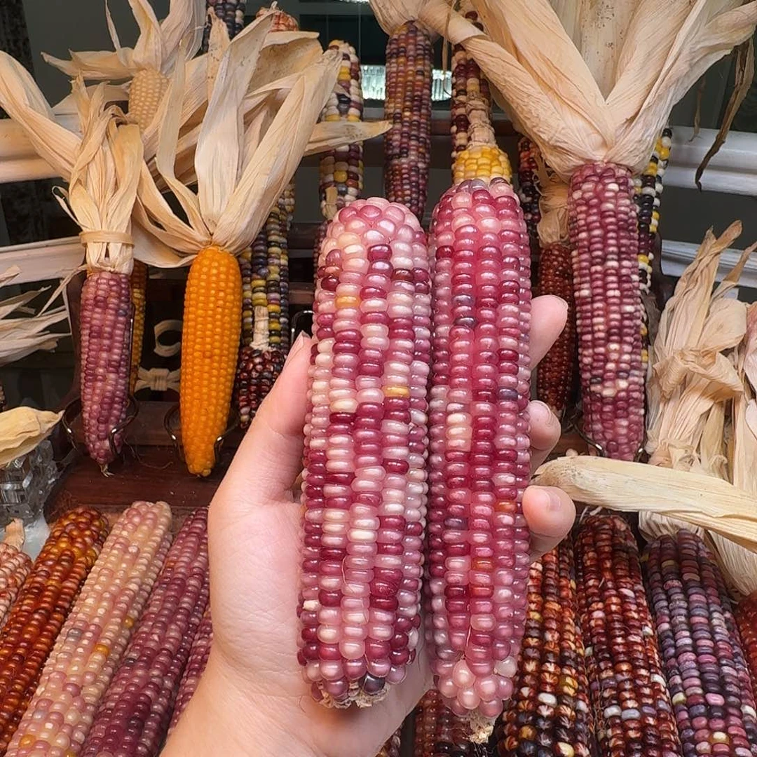 依***～吊坠柏香籽/百香籽