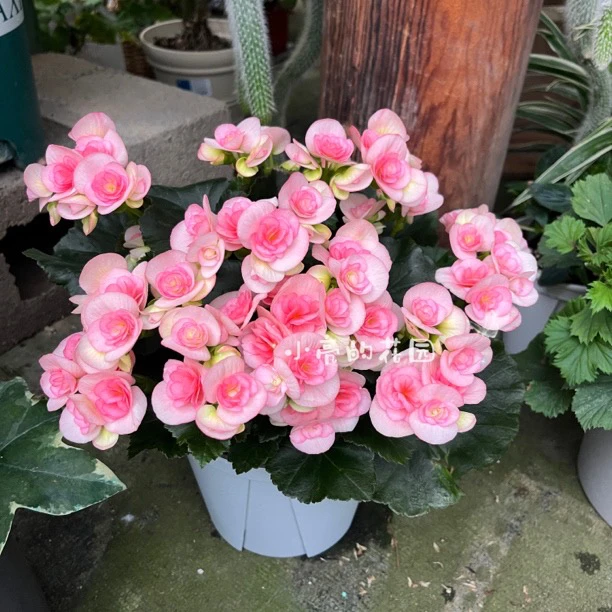 【浪漫水粉】重瓣丽格海棠多年生室内花卉 只包到手不包养护