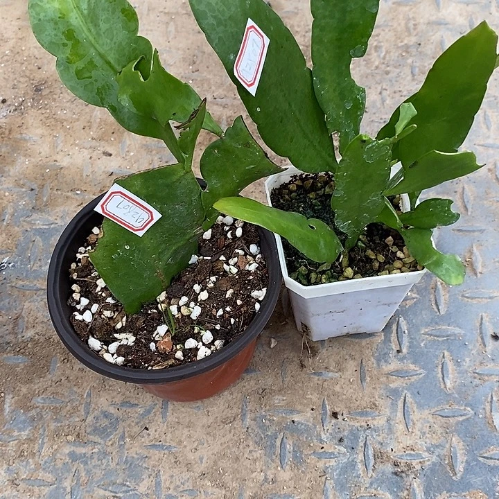 ****₃完美主义者勿拍昙花二颗92807