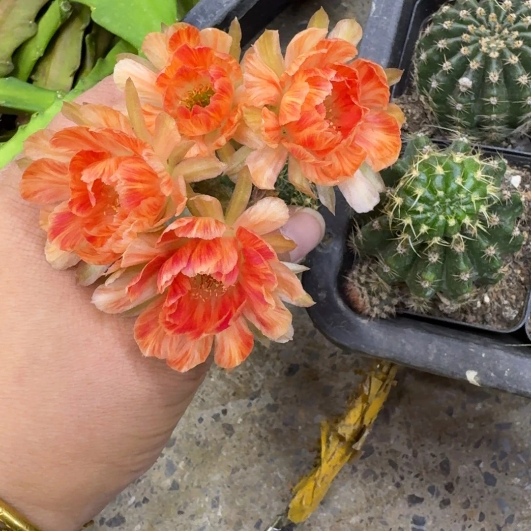 431丽花21歪无根侧牙3公分左右，20包邮