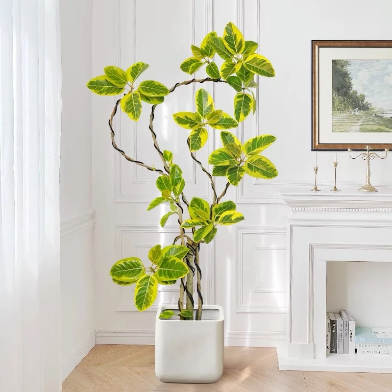 黄金榕客厅大盆栽造型大型室内落地绿植四季好养植物