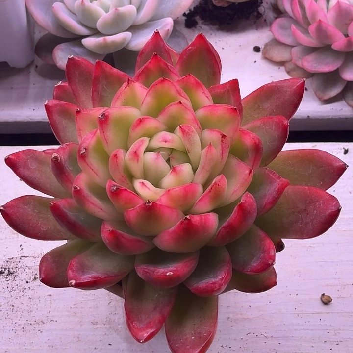 小艳子多肉植物锦单头