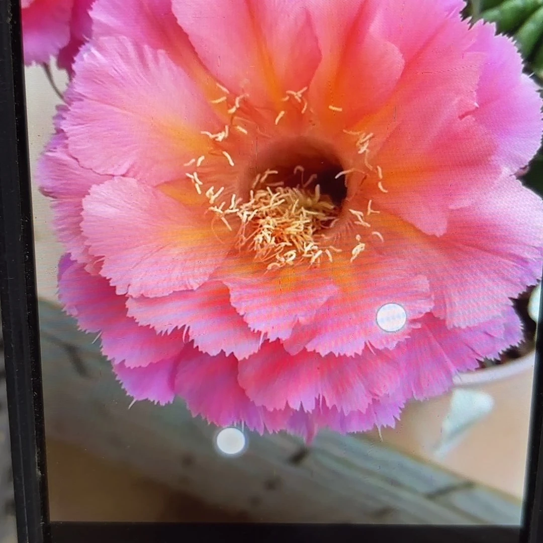 山脉彩侧牙20包邮44