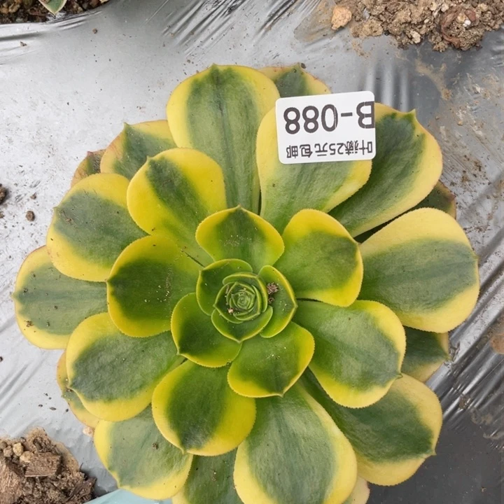 88香黄多肉1，12345678