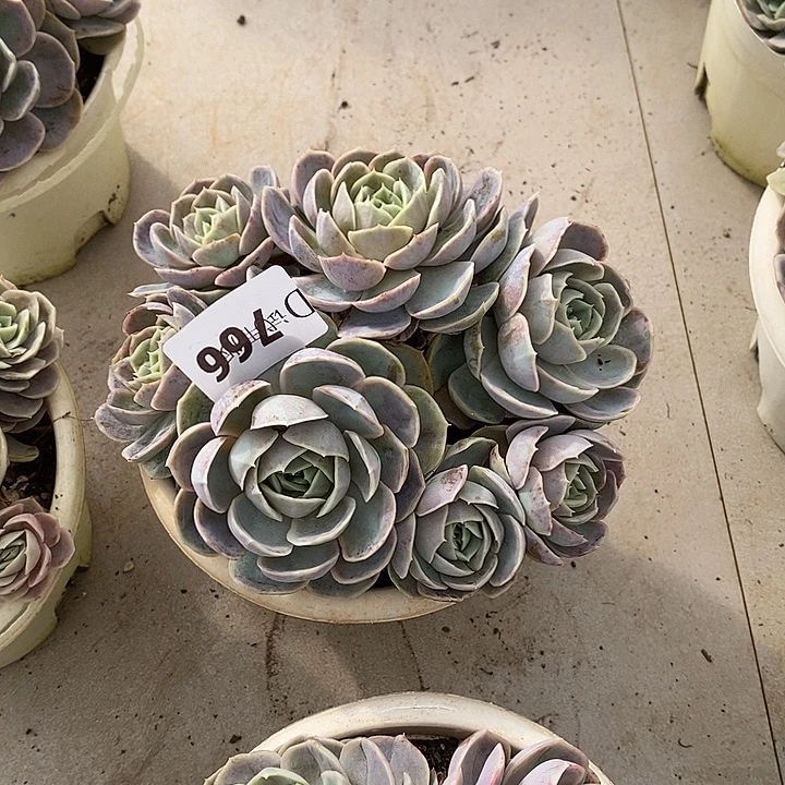 一****766蓝色惊喜多肉植物多肉