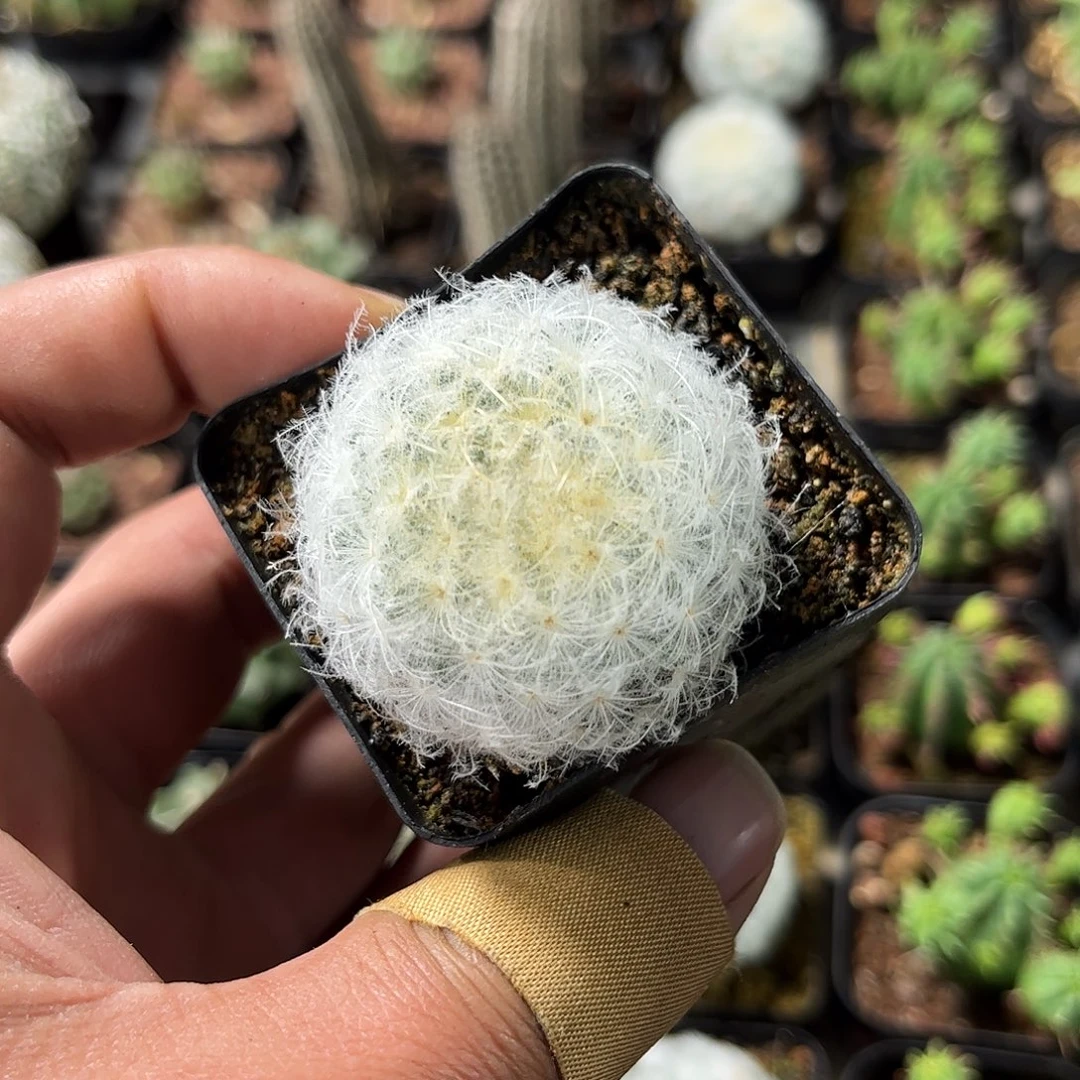 白星单头发货单头发货