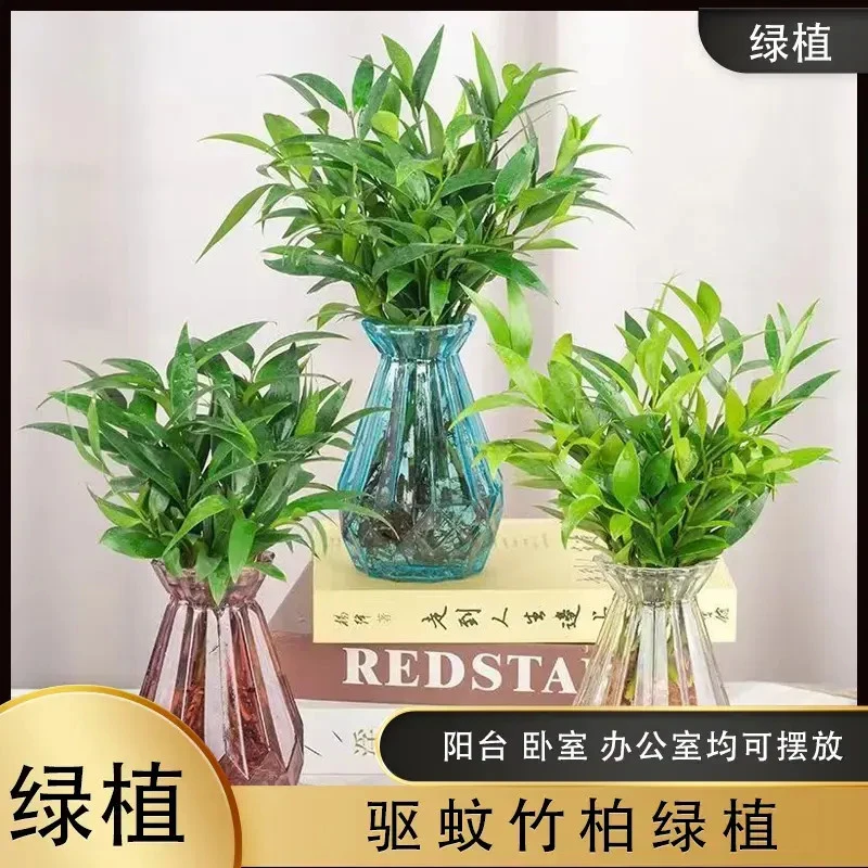 水培竹柏驱蚊竹水养盆栽绿植 客厅办公好养四季常青懒人好养绿植