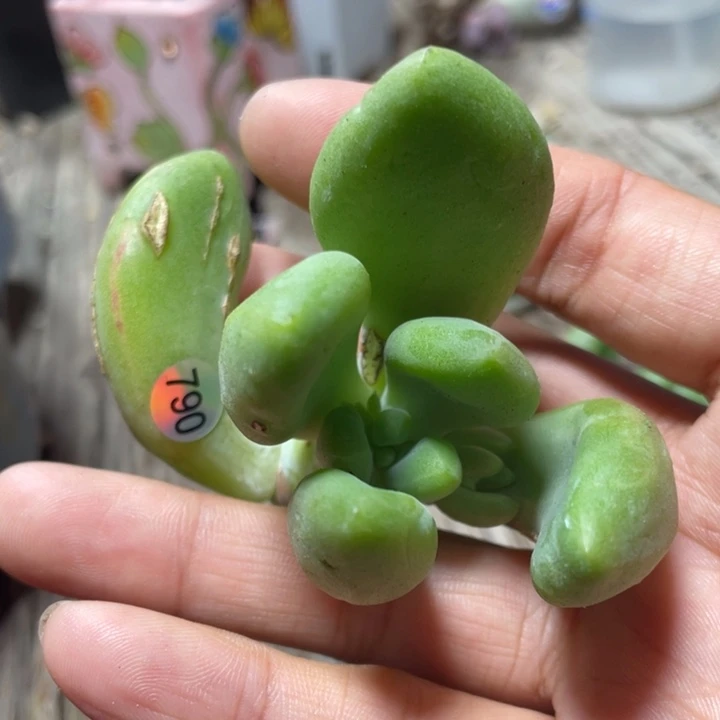 乌里韦亚多肉植物