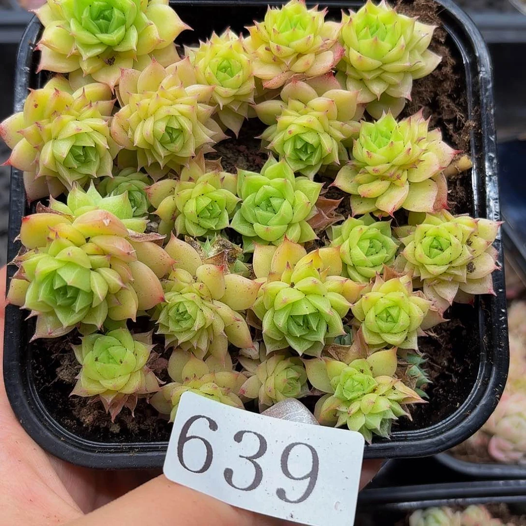 多肉植物多肉植物639