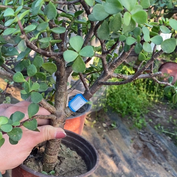 金枝玉叶一物一拍