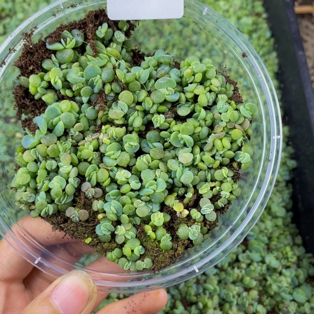 OTO多肉切糕优选DY1265