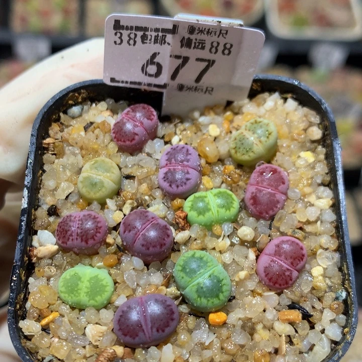 Sss多肉生生花677