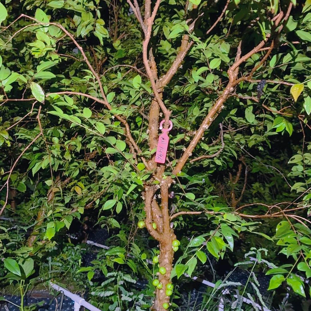 润***无花朵一物一拍四季红妃
