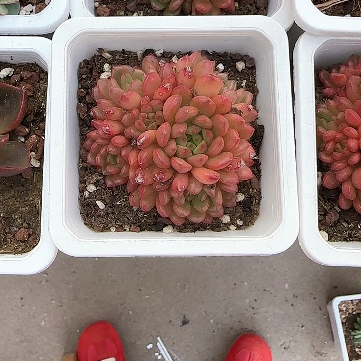 青蛙王子儿童牙膏111