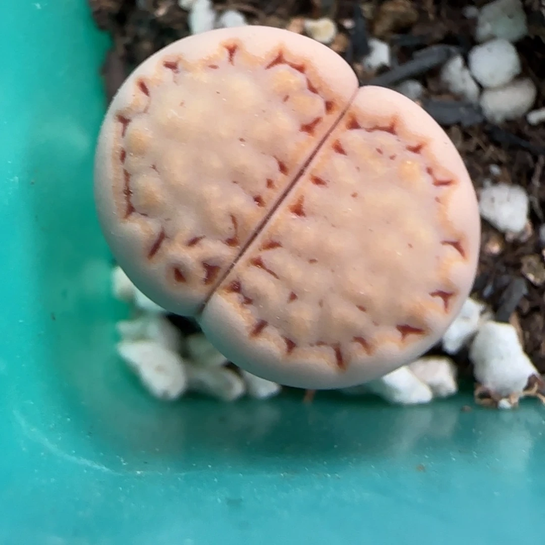 2.11。215饼干。5021