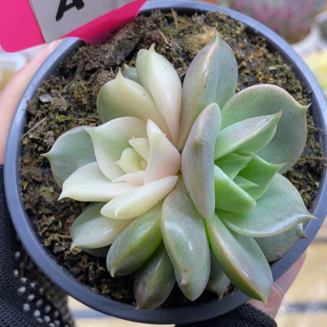 遇***8563贝加尔湖锦锦锦锦锦