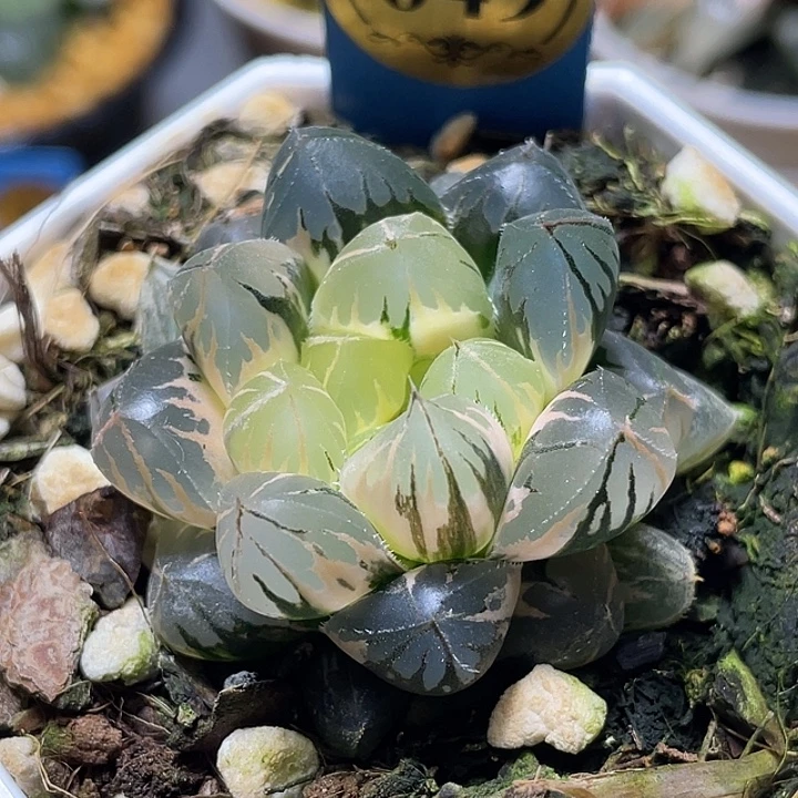 649水晶实生锦特选福利