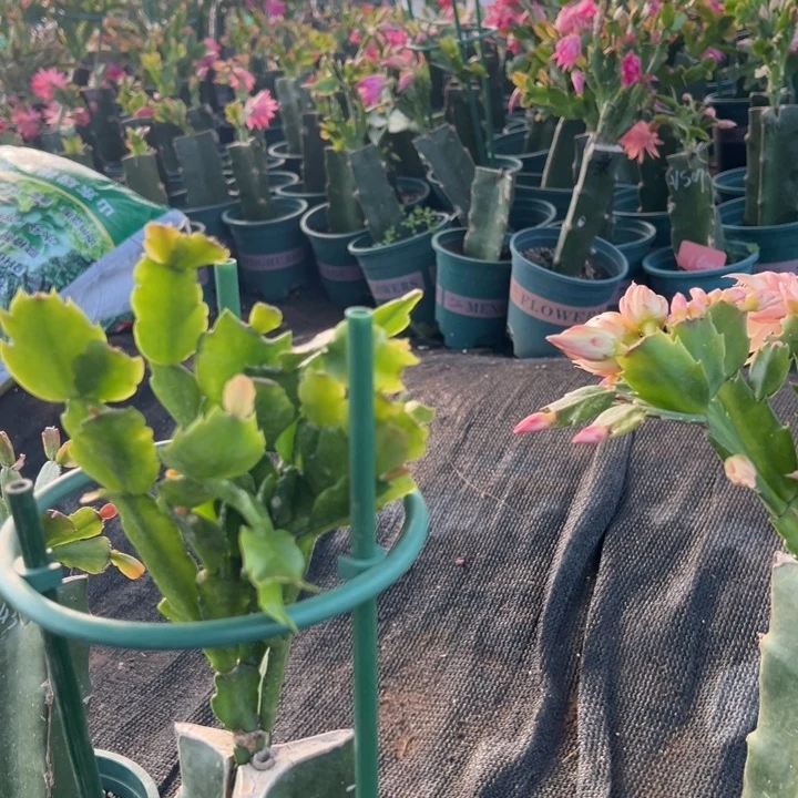 1***子7号047紫色花朵0000