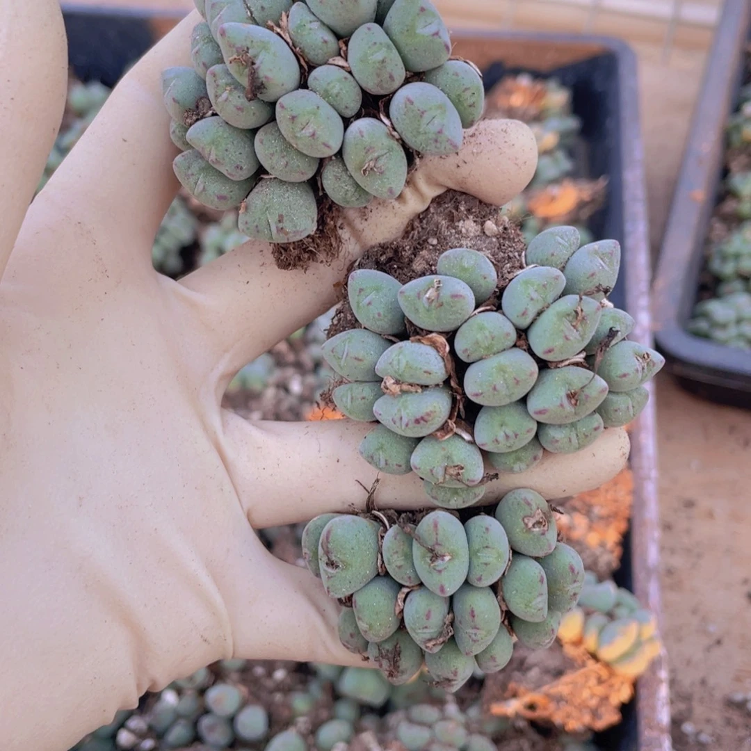 3颗口笛88888888888