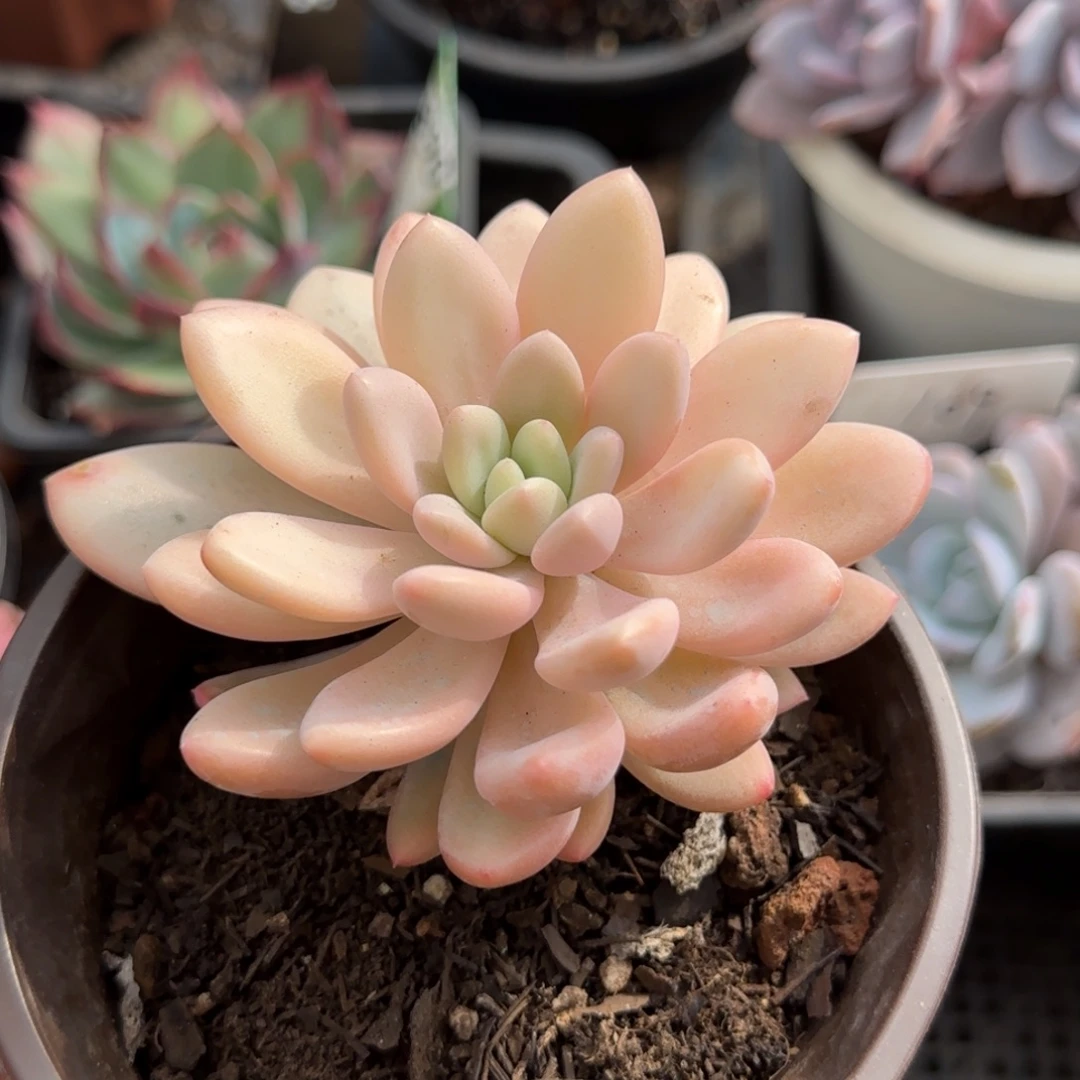 奥普锦勺型惊鸿一物一拍包装收缩花旱