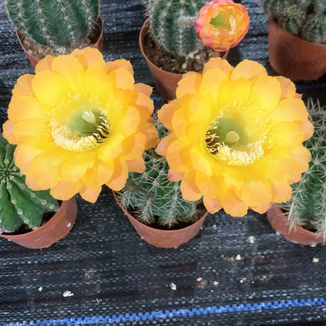 5127实生彩草10公分杯