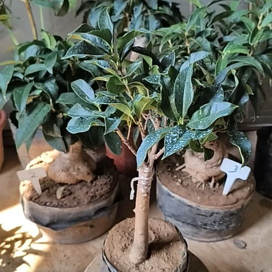 @***@完全开放金边红双喜