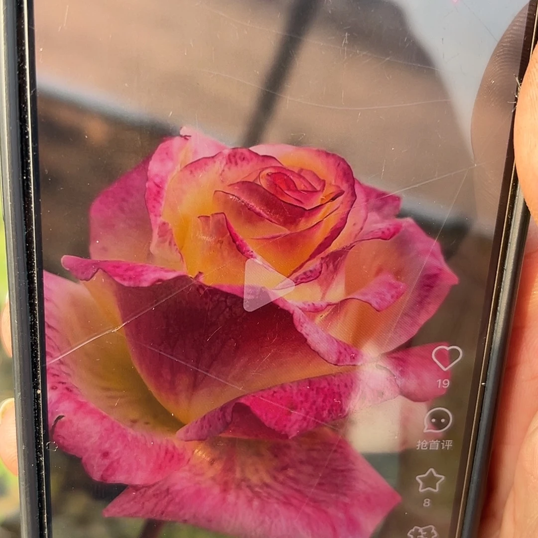 无花朵———九尾狐 福利